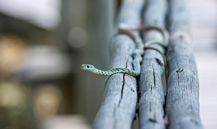 꿈에서 뱀의 성경적 의미 – 해석과 의미