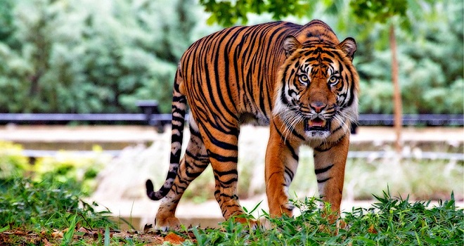 Tigre - Espírito Animal, Simbolismo e Significado